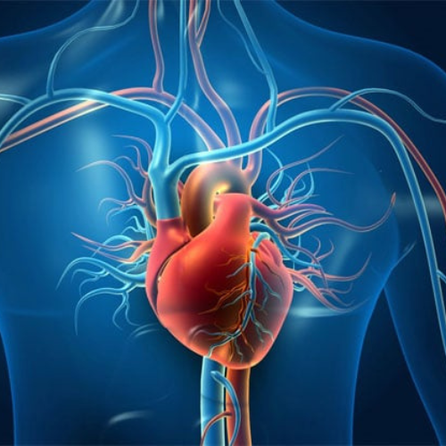 cardiology